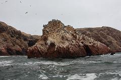 1171-Isole Ballestas,19 luglio 2013